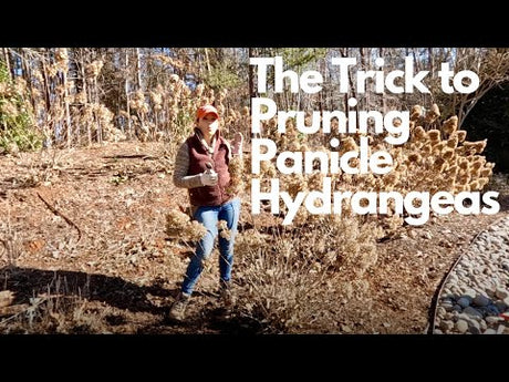 The Trick to Pruning Panicle Hydrangeas For Strong Stems & Lots of Blooms