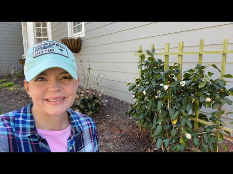Planting a White By the Gate Camellia Gardening with Creekside