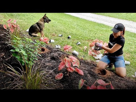 Caladiums: Plants That Love Our Summer Heat