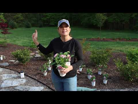 Planting Flowers: How to Get the Most Out of Your Garden