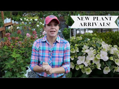 Fantastic New Plants at the Nursery