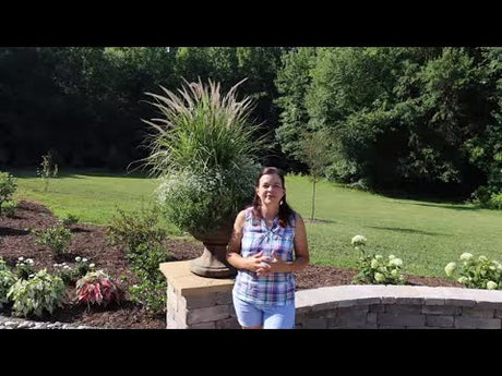 Revitalizing the Patio Planters