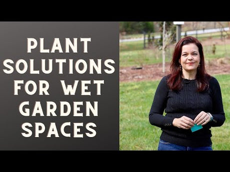 Solutions for Problem Areas | Wet Garden Spaces