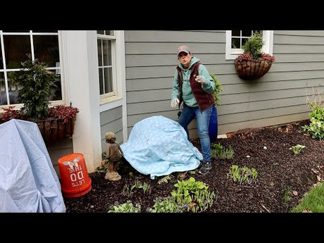 How To Protect Your Plants From A Freeze
