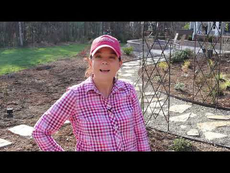 Planting Perennials for Summer Color