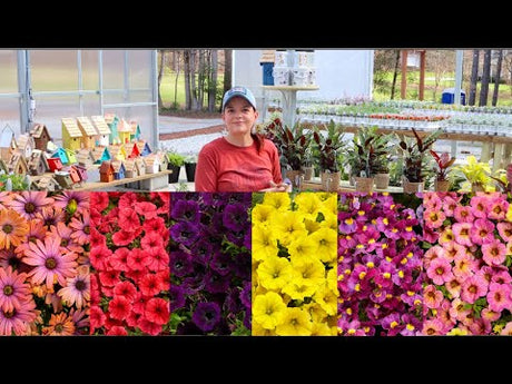NEW Proven Winners Annuals for 2023