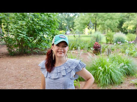 A Garden Tour of My Mama's Gardens