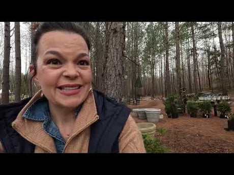 Sprucing up Our Front Porch: Evergreen Winter Containers