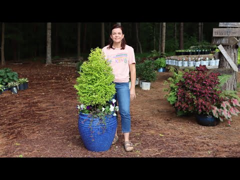 Sunshine Ligustrum Topiary Fall Container