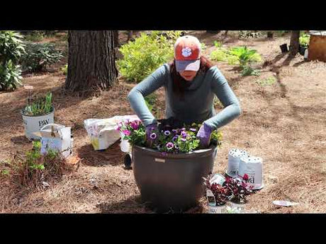 Planting a Sun-Loving Container