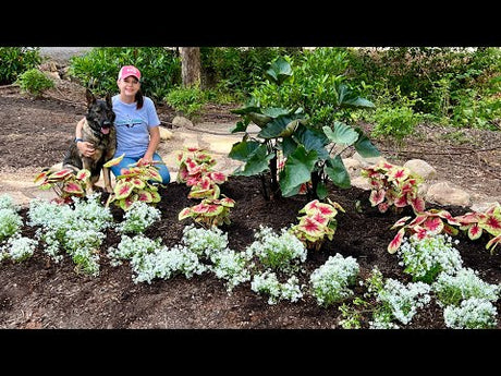 Turning a Water Problem Into a Design Feature