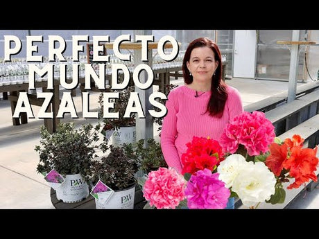 One of My Favorites - Perfecto Mundo Azaleas