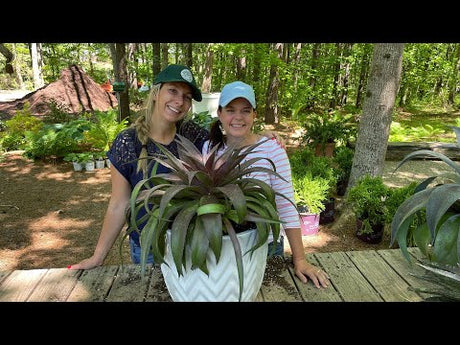 The Coolest New Plant We've Seen in a Long Time