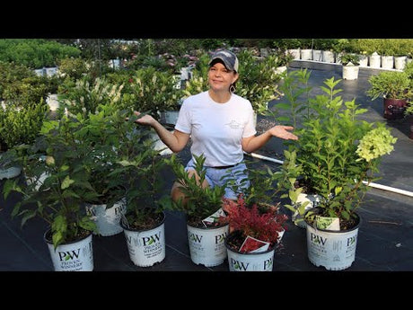 New Shrub Introductions Are Now Ready!