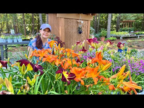 Heat-Loving Perennials to Plant Now