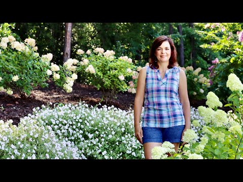 Why You Need a Hydrangea Sandwich