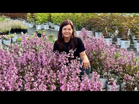 Gorgeous Perennials to Add to Your Garden Now
