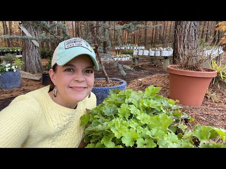 A Secret to Growing Happy Heucheras