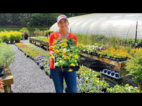 Plant Shopping For Pansies & Violas