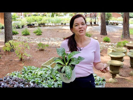 Gorgeous Plants for Your Shade Garden
