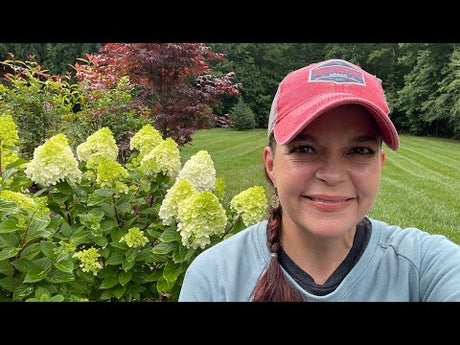 Hydrangea Garden Tour