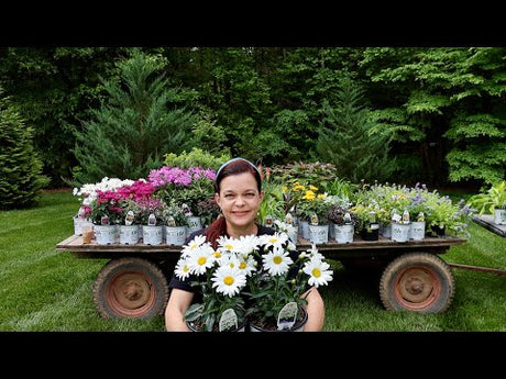 Perennials You Will Want to Add to Your Garden