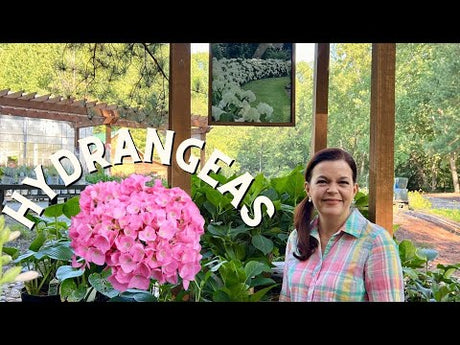 Hydrangea Highlights | New Nursery Special