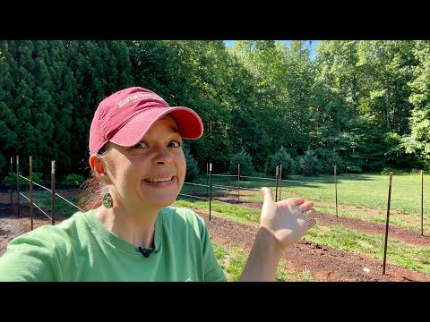 Planting Laura's Dahlias & More