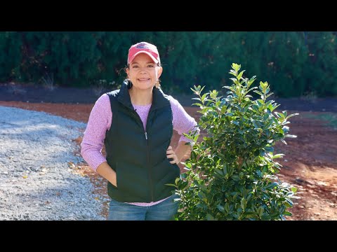Planting a Privacy Screen