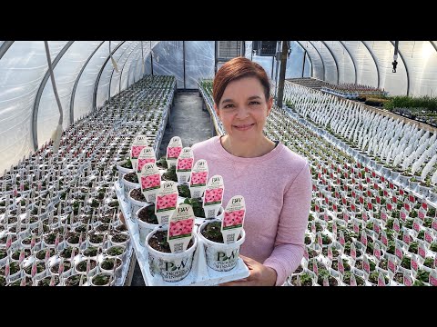 New Arrival of Proven Winners Plants