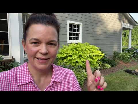 Planting Shade Caladiums in the Garden