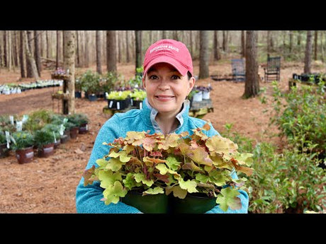 Gorgeous New Shrubs & Perennials