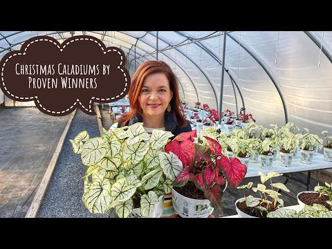 Christmas Caladiums by Proven Winners