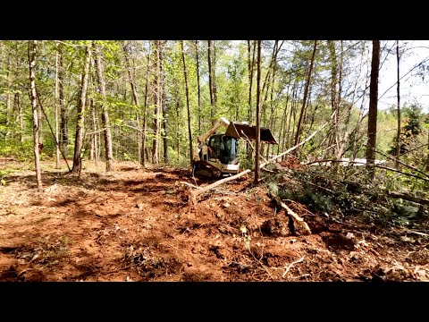 Baby Chick & Clearing the Land for the Coop