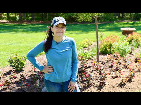 Adding Heat-Tolerant Color to the Backyard Garden