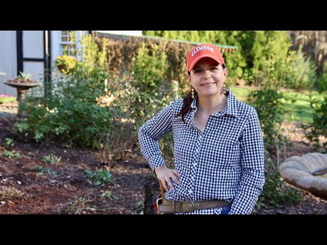 How To Trim Salvia In The Fall & Planting Jonquils