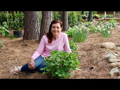 New Trial Gardens