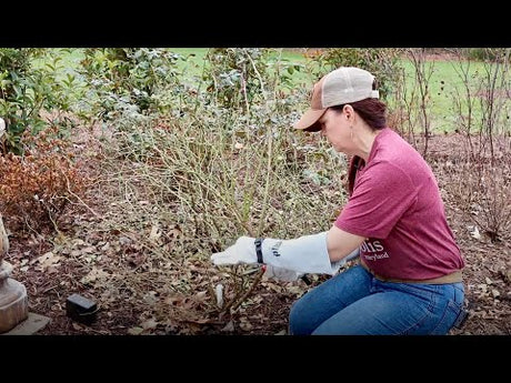 Pruning Roses and Big Video Blunder
