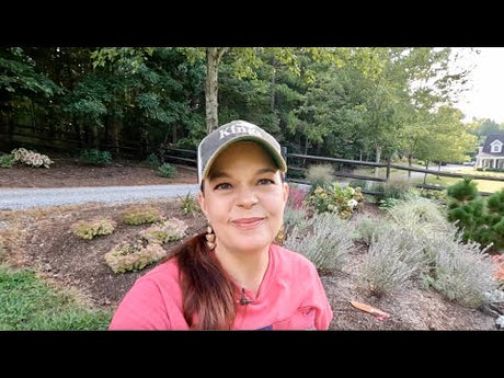 Why I Am Pruning Perennials in Full Bloom
