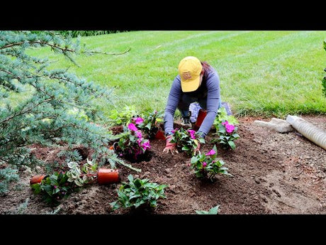 Simple Summer Planting with Big Impact