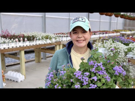 Perennial Shade Garden Tour