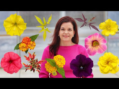 Introducing Proven Winners New 2023 Annuals - Part 1