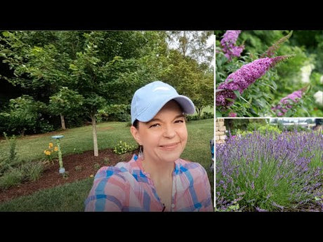 Butterfly Bushes & Lavender - A Terrific Garden Addition