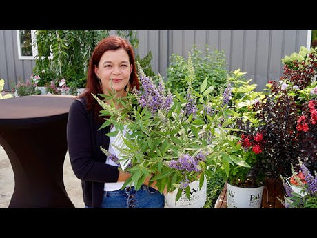 New 2024 Shrubs from Proven Winners