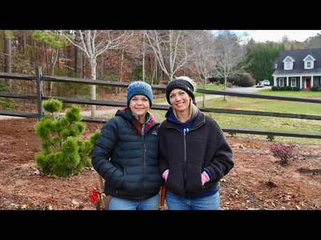 Planting Shrubs In December to Capture Summer Interest