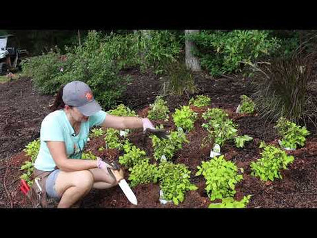 Using Coleus for Fall Color in the Landscape