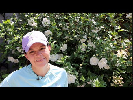 Adding Heat-Tolerant Annuals to the Garden