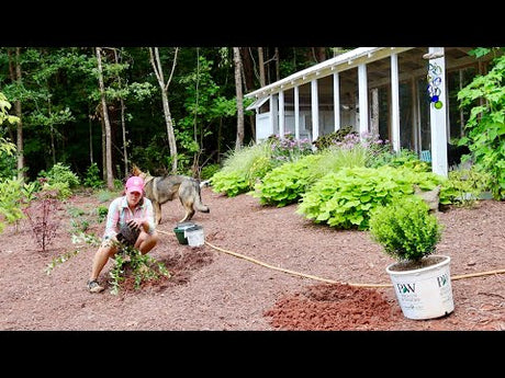 How To Use Shrubs to Create a Border