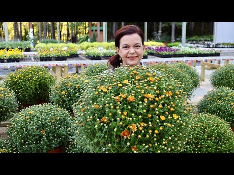 Exciting New Shrubs Have Arrived!