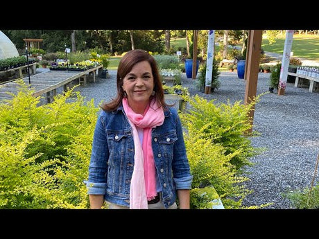 Fall Gardening & Planting Bulbs Nursery Tour